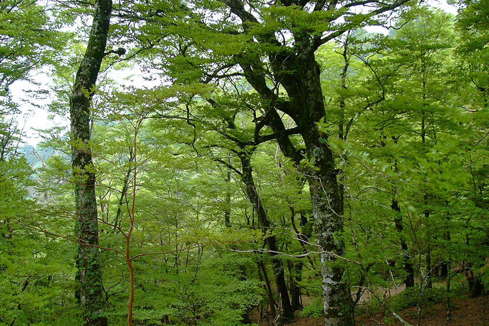 森の香りが自然とひとをつなぐ。「Odai」のディフューザーで暮らしを
