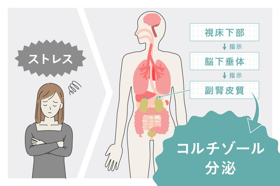 ストレスによりコルチゾールが分泌される