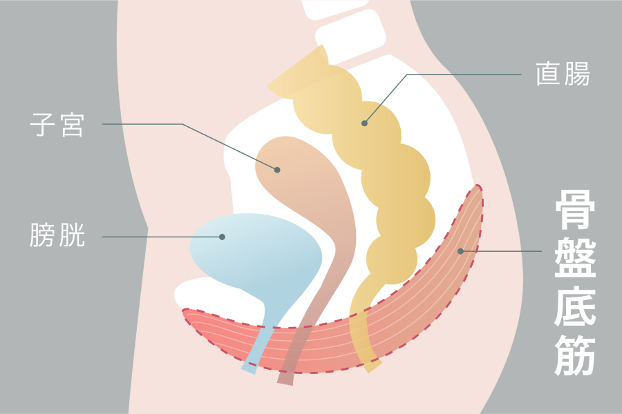 骨盤底筋