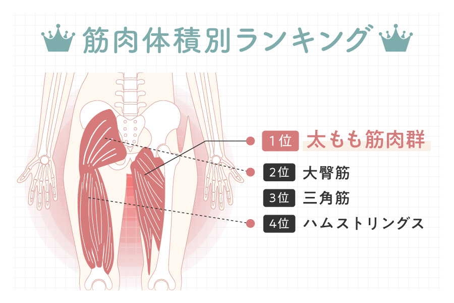 筋肉体積別ランキング